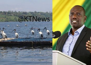 Ruto Speaks Out On Fish Imports in East Africa, Promises Restocking Lake Victoria