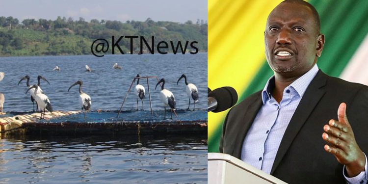 Ruto Speaks Out On Fish Imports in East Africa, Promises Restocking Lake Victoria