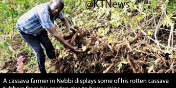 Nebbi Cassava Farmers Hit by Low Prices