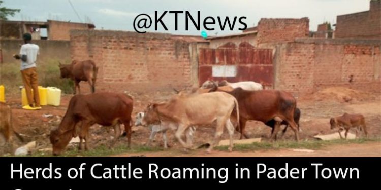 Pader District to Vaccinate 17,000 Livestock