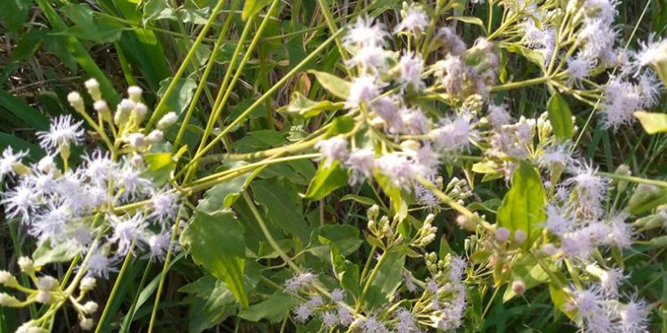 Farmers in Arua Continue to Grapple with Garamba Weed