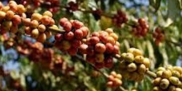 Why Coffee Prices Continue Surging, What Farmers Should Expect