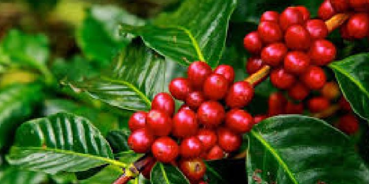 How Coffee Boom is Helping Uganda’s Trade Balance