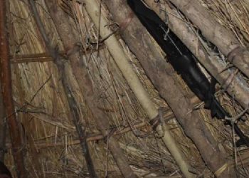 Nine Arrested in Nwoya for Possession of Illegal Firearm