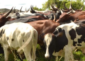 Gov’t Earmarks UGX150Bn for Cattle Compensation in 2025/2026 F/Y