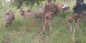 Joint Security Forces Recover Stolen Livestock in Kaabong