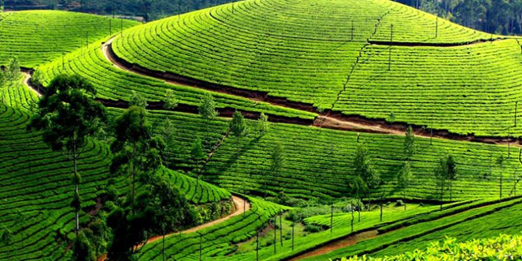 Indiscipline, Lack of Regulation Killing Tea Industry-Rwabwogo