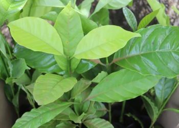 Gov’t Phases Out Elite Coffee in Favour of Clonal Robusta in Northern Uganda
