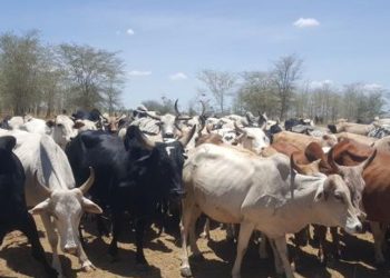 Katakwi Leaders Demand Security Reinforcement at Napak Border Over Rising Cattle Thefts