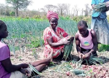 Youth-Led Agricultural Extension Model Transforms Farming Communities