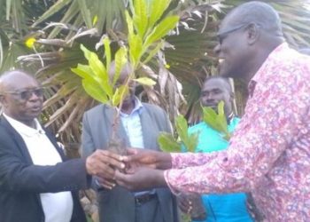Teso Launches Cashew Nut Farming to Empower Elderly