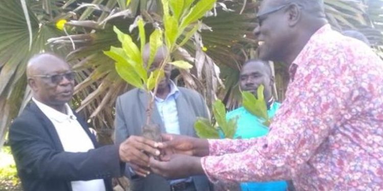Teso Launches Cashew Nut Farming to Empower Elderly