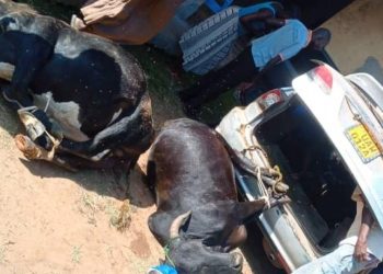 Another Vehicle Abandoned With Stolen Cattle in West Nile