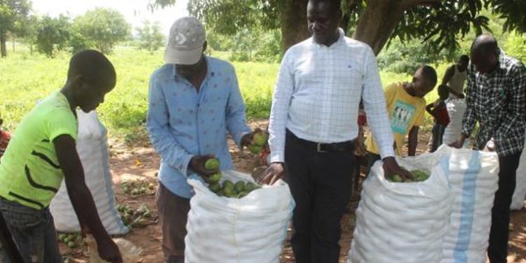 Soroti Fruit Factory Begins Processing Local Mangoes