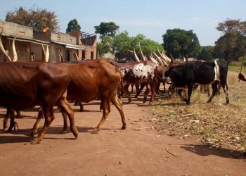 Security Investigates LCI Chairpersons in Bunyoro for Aiding Cattle Thefts