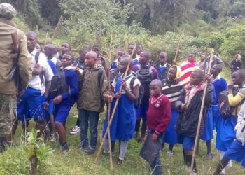 Kisoro Pupils Plant Trees, Grow Mushrooms To Protect Wildlife