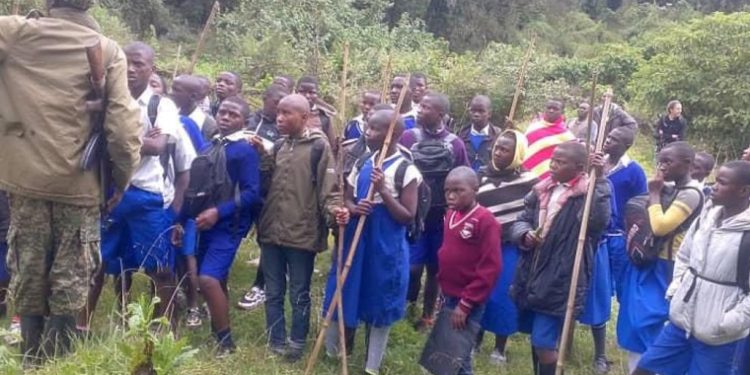 Kisoro Pupils Plant Trees, Grow Mushrooms To Protect Wildlife