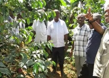 Gov’t Registers 1.2 Million Coffee Farmers Ahead of EU Regulation Deadline