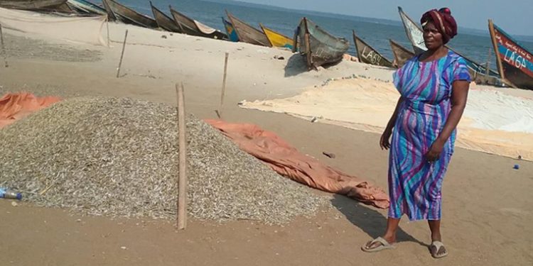 Masaka Silver Fish Quality Set to Improve With Sh714m Solar Drying Facility