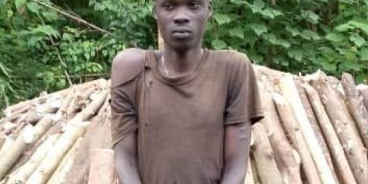 Five Arrested for Illegal Charcoal Burning in Mabira Forest