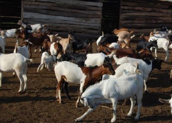 Hoima District Embarks on Mass Goat Vaccination After Plague Outbreak in Buseruka