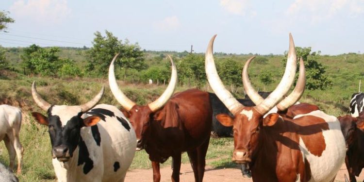 Security Bans Transportation of Livestock At Night