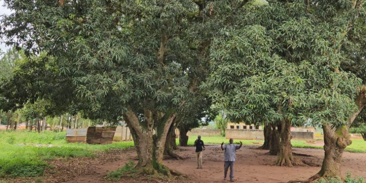 Honoring the Legacy That Built Lango’s Churches and Schools