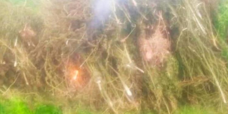 Police Bust Marijuana Network in Luwero, Four Arrested