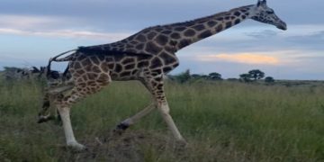 Courage in the Wild: How Uganda’s Women Rangers Guard Nature and Change Minds