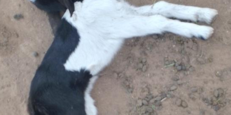 Goat Plague Outbreak Claims Hundreds of Goats in Kikuube District