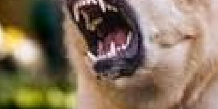 Katakwi Man Dies After Incomplete Rabies Treatment