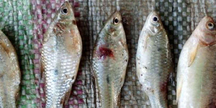 Environmental Fears Mount Over Agago River Fish