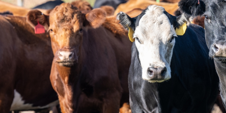 45 Cattle Recovered in Abim from Suspected Armed-Karamojong