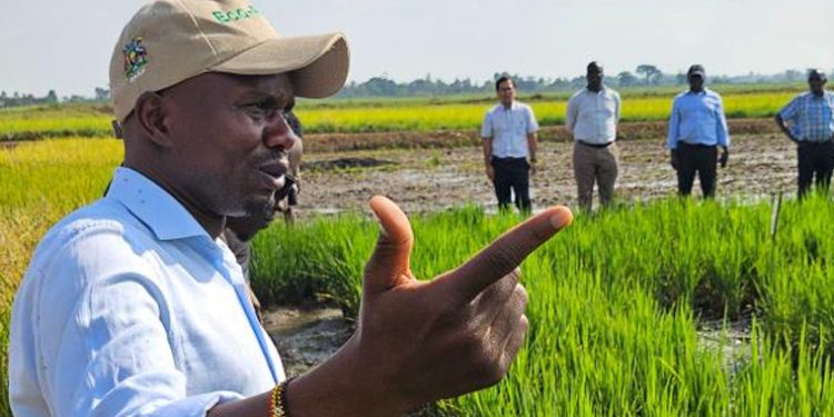 NARO, JICA Edge Closer to Releasing New Aromatic Rice Varieties