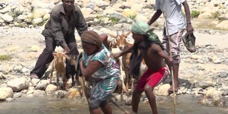 Kasese Town Residents Decry Surging Cases of Livestock Theft