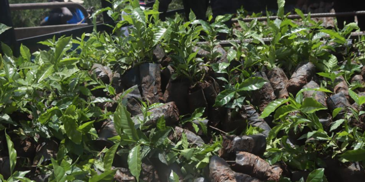 Extension Services Gap Threatens Coffee Productivity in Greater Masaka