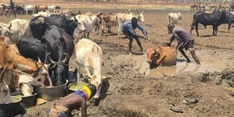 Kobebe Dam Dries Up Again, Over 50,000 Cattle Left Without Water in Moroto