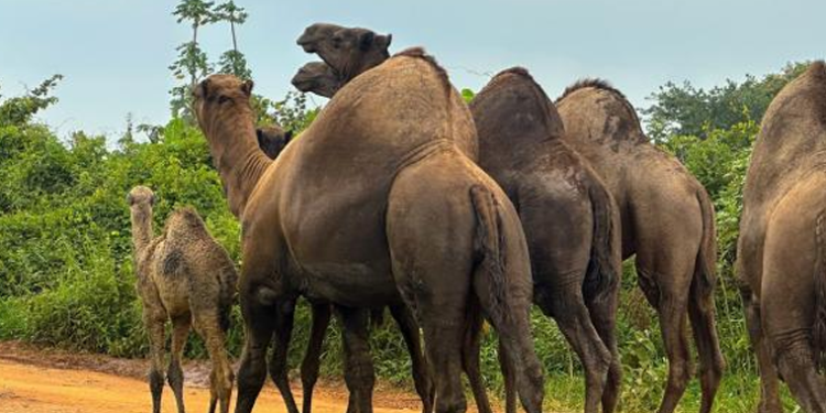 Gov’t Starts Camel Breeding in Aswa Ranch Amid Queries from Leaders