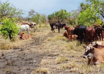 Six Herdsmen Arrested Over Theft of 105 Cattle in Amuru