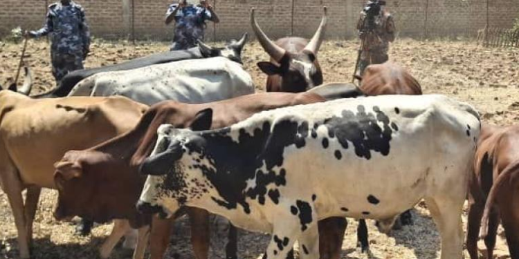 Uganda, South Sudan Intensify Border Surveillance After Recovery of Stolen Cattle