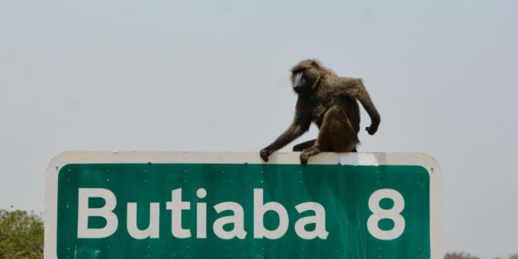 Baby Critically Injured In Chimpanzee Attack In Hoima