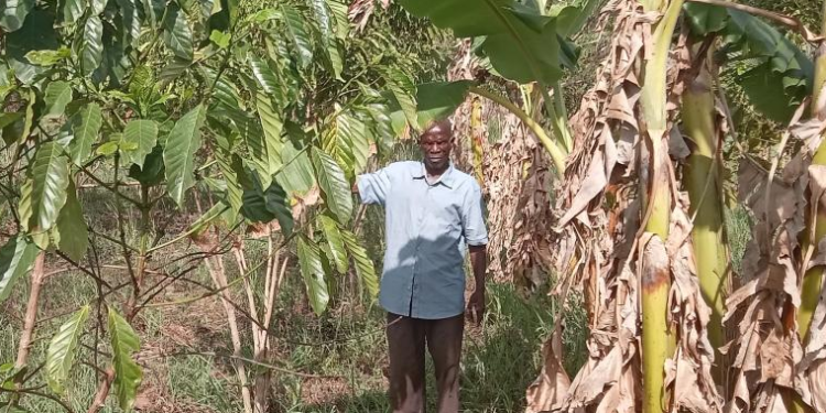 Pest Attacks, Sunshine Lower Coffee Production In Omoro