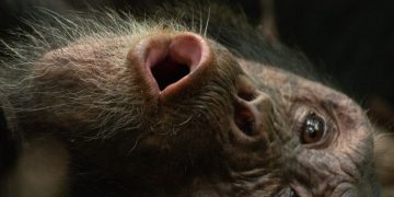 Why Uganda’s Chimpanzee ‘Civil War’ Happened: Inside the Slow Collapse of a Once United Group