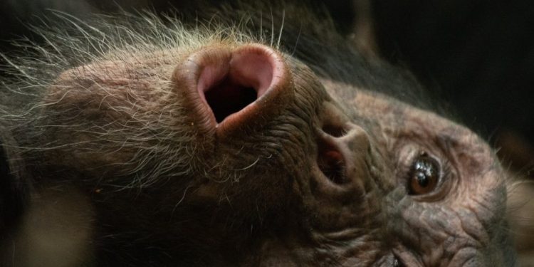 Why Uganda’s Chimpanzee ‘Civil War’ Happened: Inside the Slow Collapse of a Once United Group