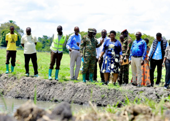 President Museveni’s Fish Farming Drive Praised as Bold Solution to Poverty and Wetland Degradation in Pallisa