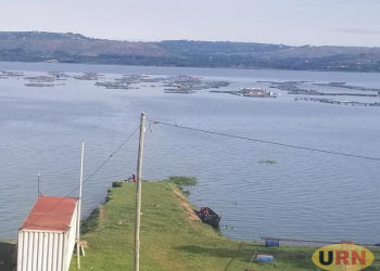 Sudds Destroy Fish Cages In Jinja, Farmers Counting Heavy Losses