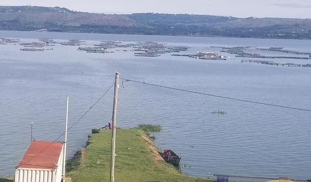 Sudds Destroy Fish Cages In Jinja, Farmers Counting Heavy Losses