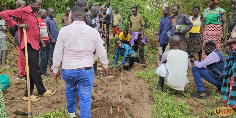 Alebtong Launches Major Forest Restoration Drive, Plants Over 20,000 Trees