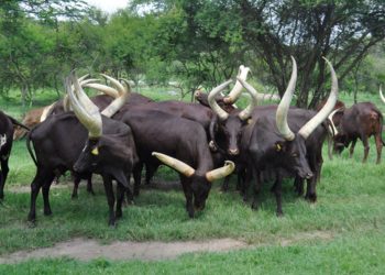 Balalo Cattle Destroy Crop Gardens in Bulisa, Fuel Food Insecurity