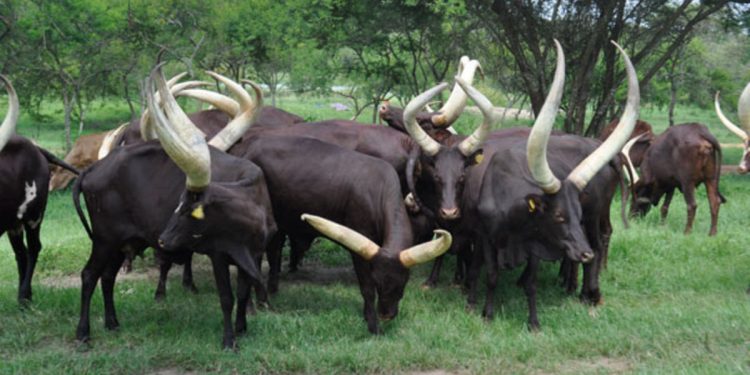Balalo Cattle Destroy Crop Gardens in Bulisa, Fuel Food Insecurity
